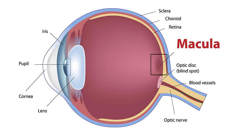 Diagram of eye showing macula